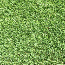 grass image