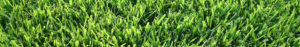 palisades zoysia grass