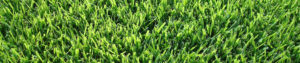 palisades zoysia grass