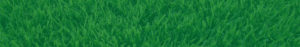 palisades zoysia grass background image with green translucent overlay