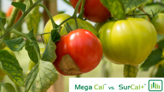 MegaCal vs. SurCal+: The Importance of Calcium