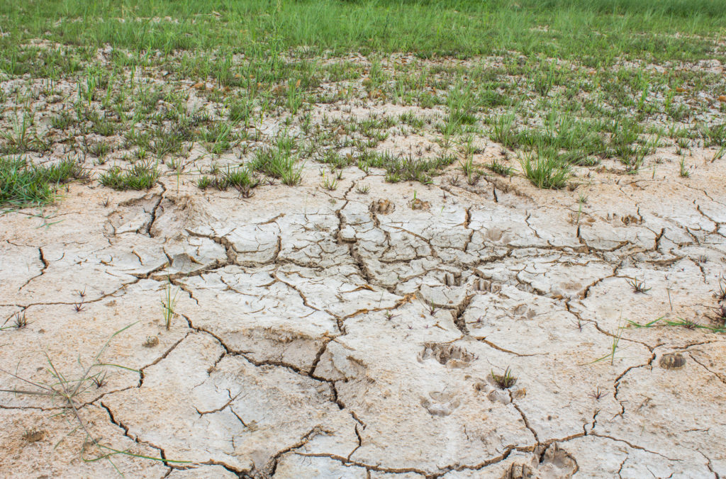 saline-sodic-soil-information-available-south-dakota-corn